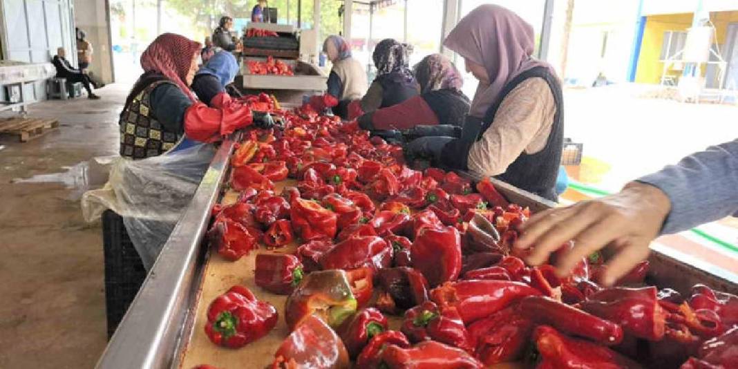 Hollanda’nın sofralarına lezzet katıyorlar! İnegöl’den yola çıkıyor, biber salçası emekle üretiliyor 1